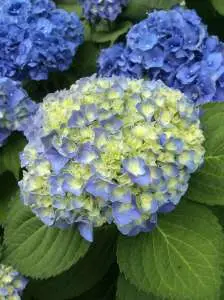 Werkzaamheden in de tuin in mei