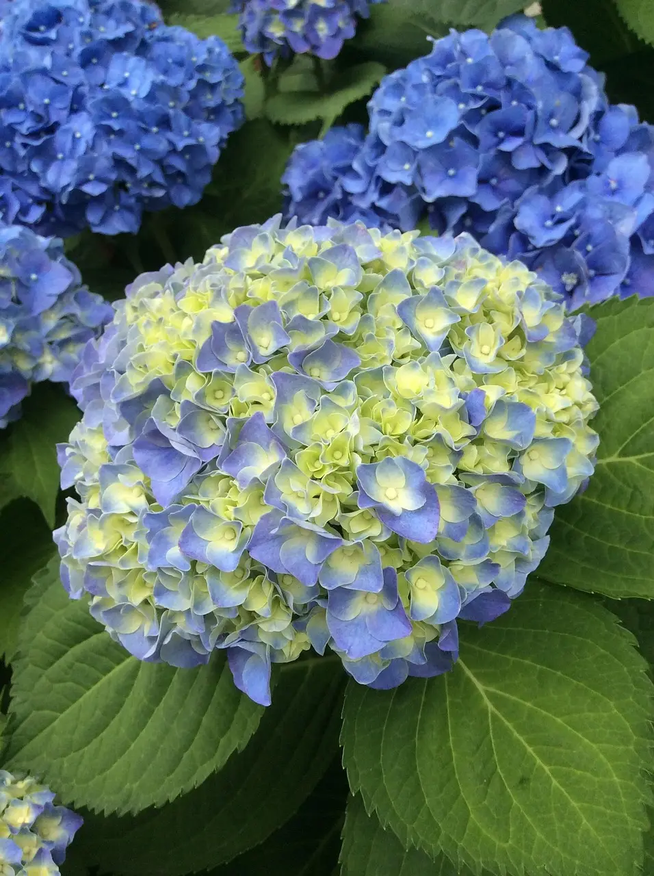 Werkzaamheden in de tuin in mei