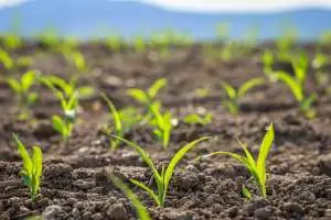 Zaailingen afharden en uitplanten
