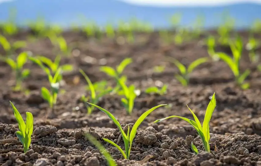 Zaailingen afharden en uitplanten