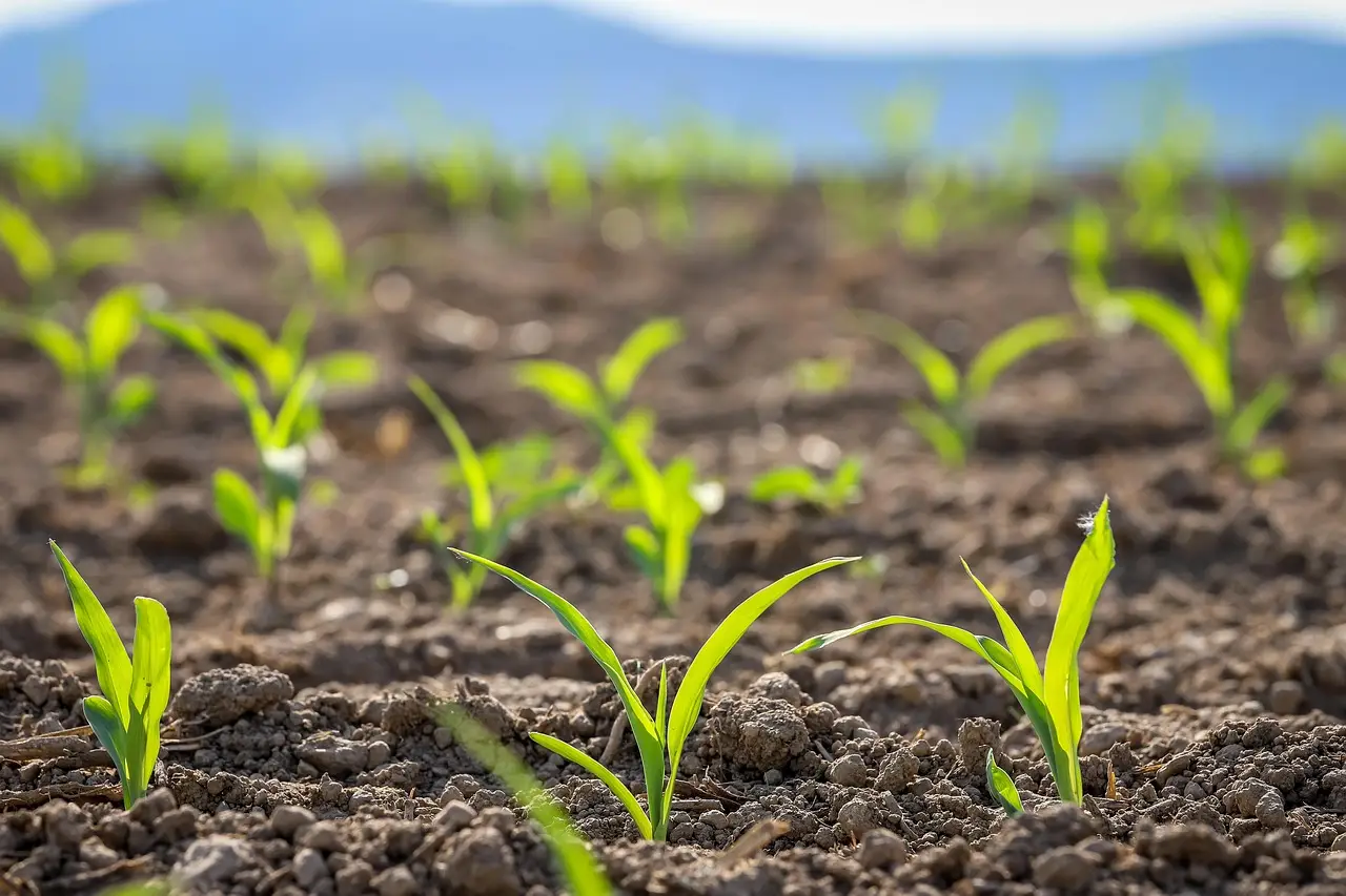 Zaailingen afharden en uitplanten