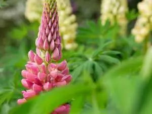 Werkzaamheden in de tuin juni
