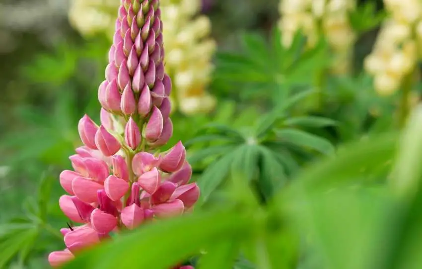 Werkzaamheden in de tuin juni
