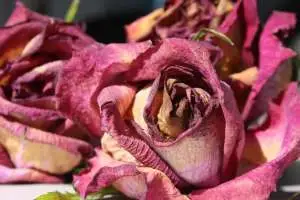 Dode bloemen verwijderen