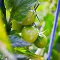 Hoe planten op te binden