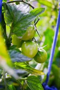 Hoe planten op te binden