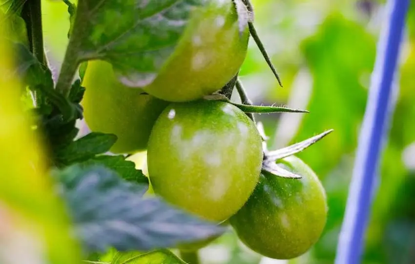 Hoe planten op te binden