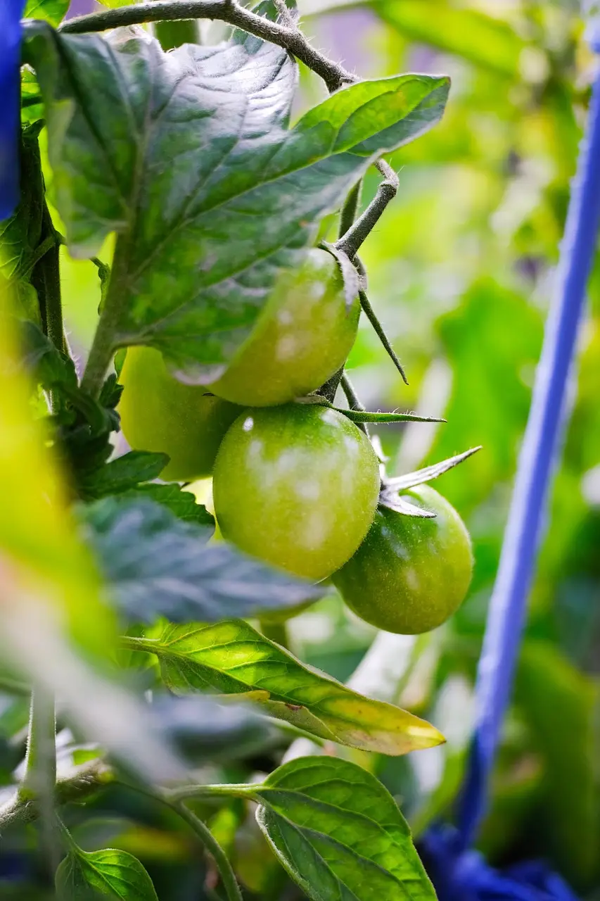 Hoe planten op te binden